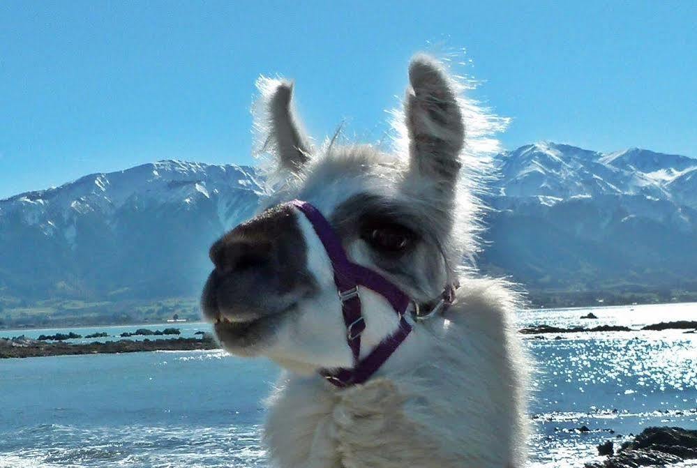 Wacky Stays - Unique Farm-Stay Glamping Rentals, Free Animal Feeding Tours Kaikoura Exterior foto